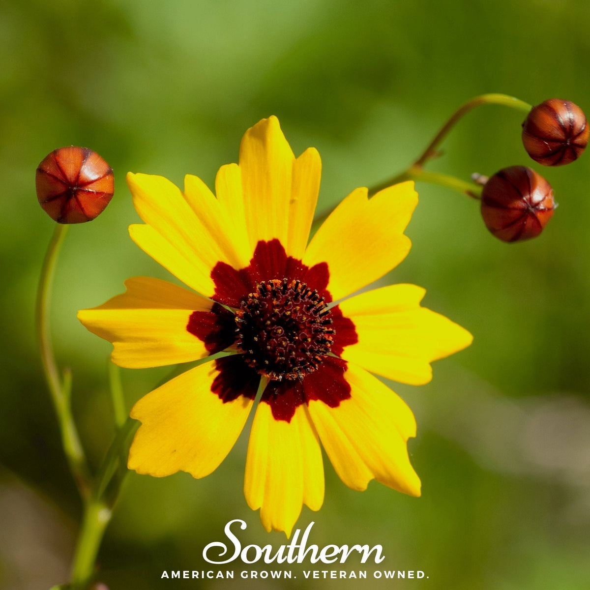 Golden Wave Tickseed Seeds - 100 Count - Coreopsis Grandiflora - Bright Yellow Flowers for Gardens