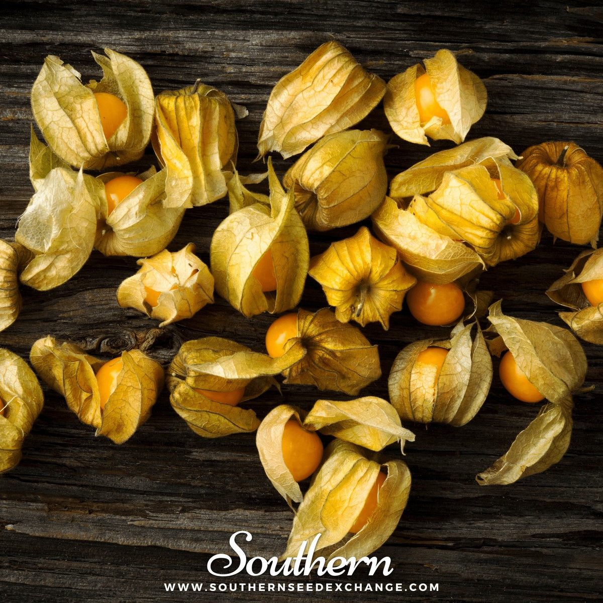 Husk Cherry Tomatillo Seeds - 20 Pack - Physalis pruinosa - Organic Edible Garden Plants for Home Growing