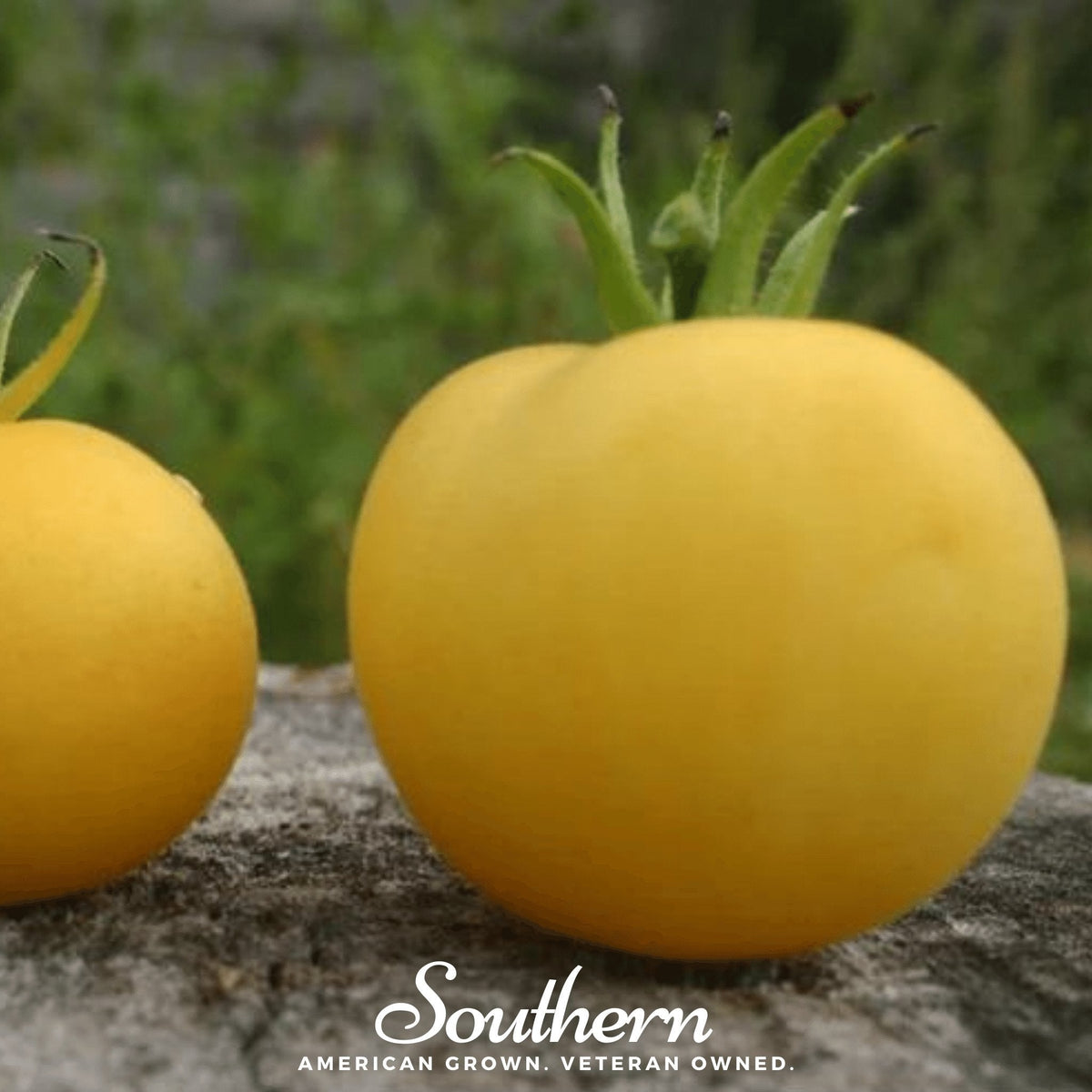 Garden Peach Tomato Seeds - 50 Pack - Heirloom Variety - Solanum lycopersicum