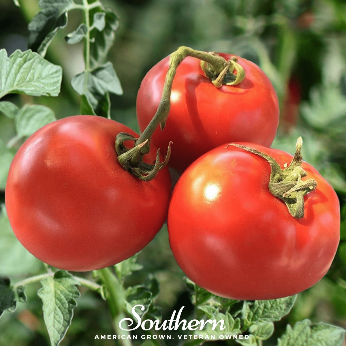 Homestead Tomato Seeds - 50 Count - Heirloom Variety - Solanum lycopersicum