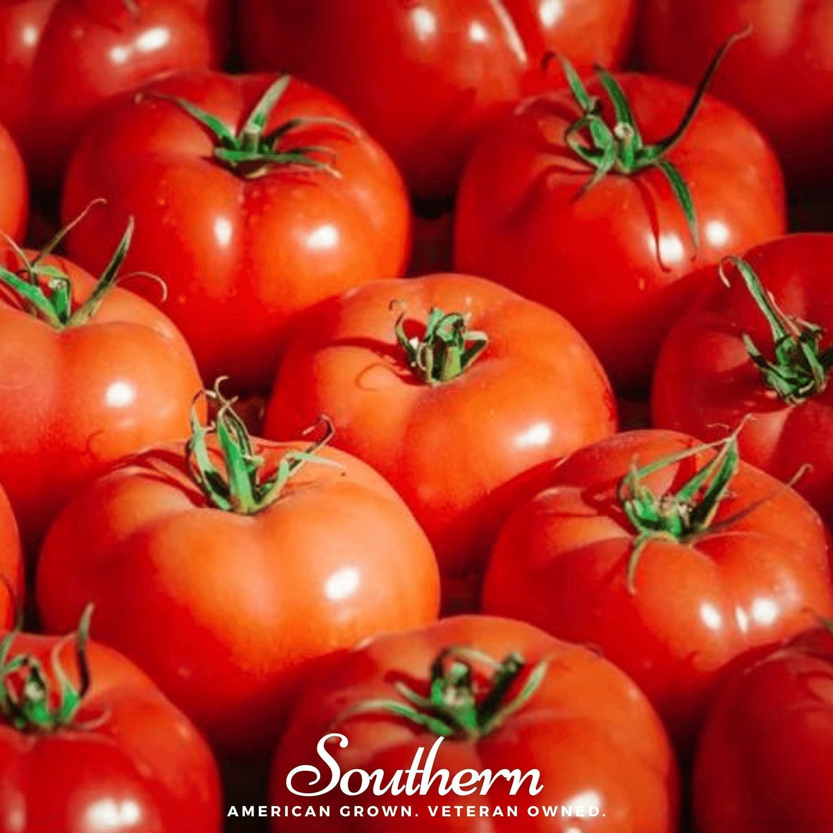 VR Moscow Tomato Seeds - 50 Count - Heirloom Variety - Solanum lycopersicum