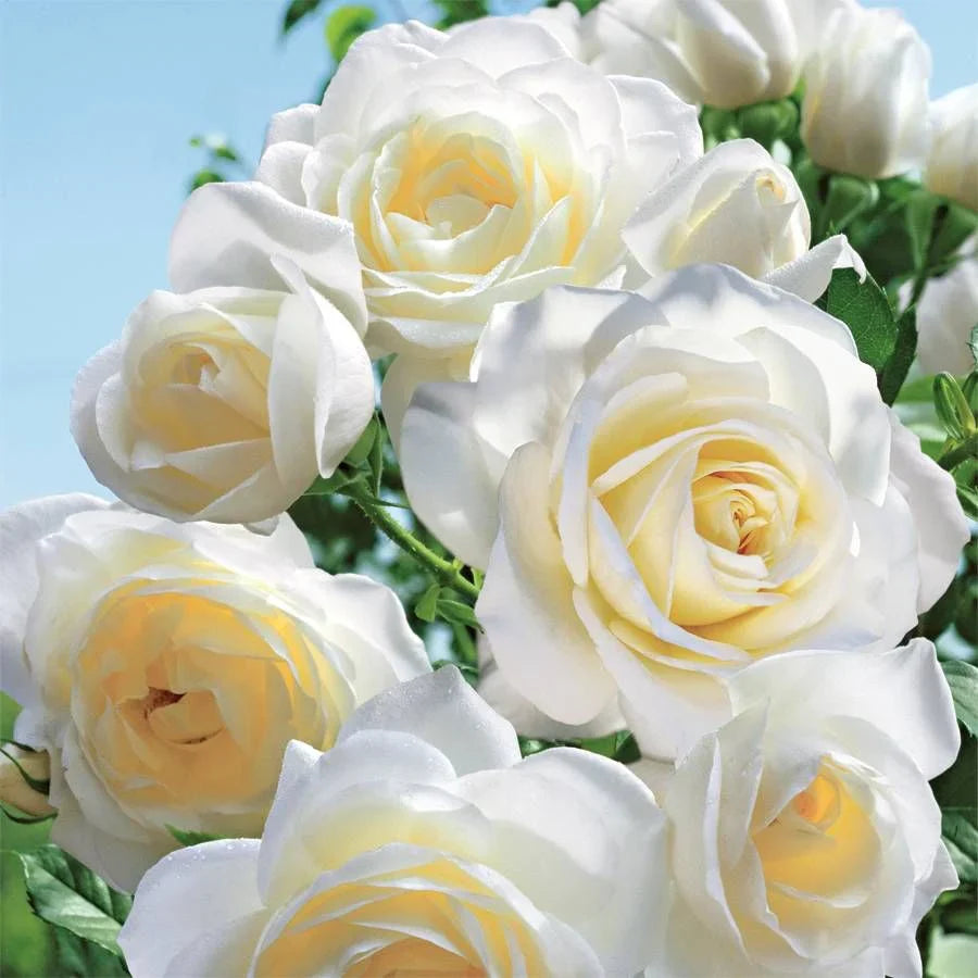 Moondance Rose Bush | Live Bare Root Plant | White Floribunda Rose | Fragrant Repeat Bloomer | Hardy Garden Shrub