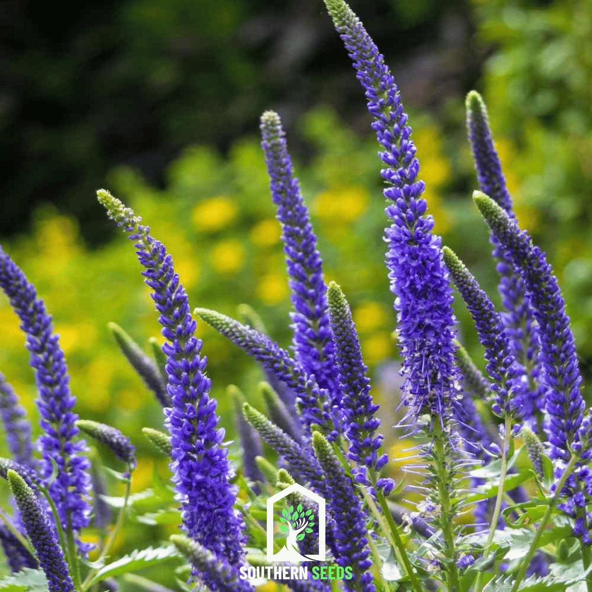 Spiked Speedwell Seeds - 50 Pack - Veronica spicata - Perennial Flower Seeds for Garden Landscaping