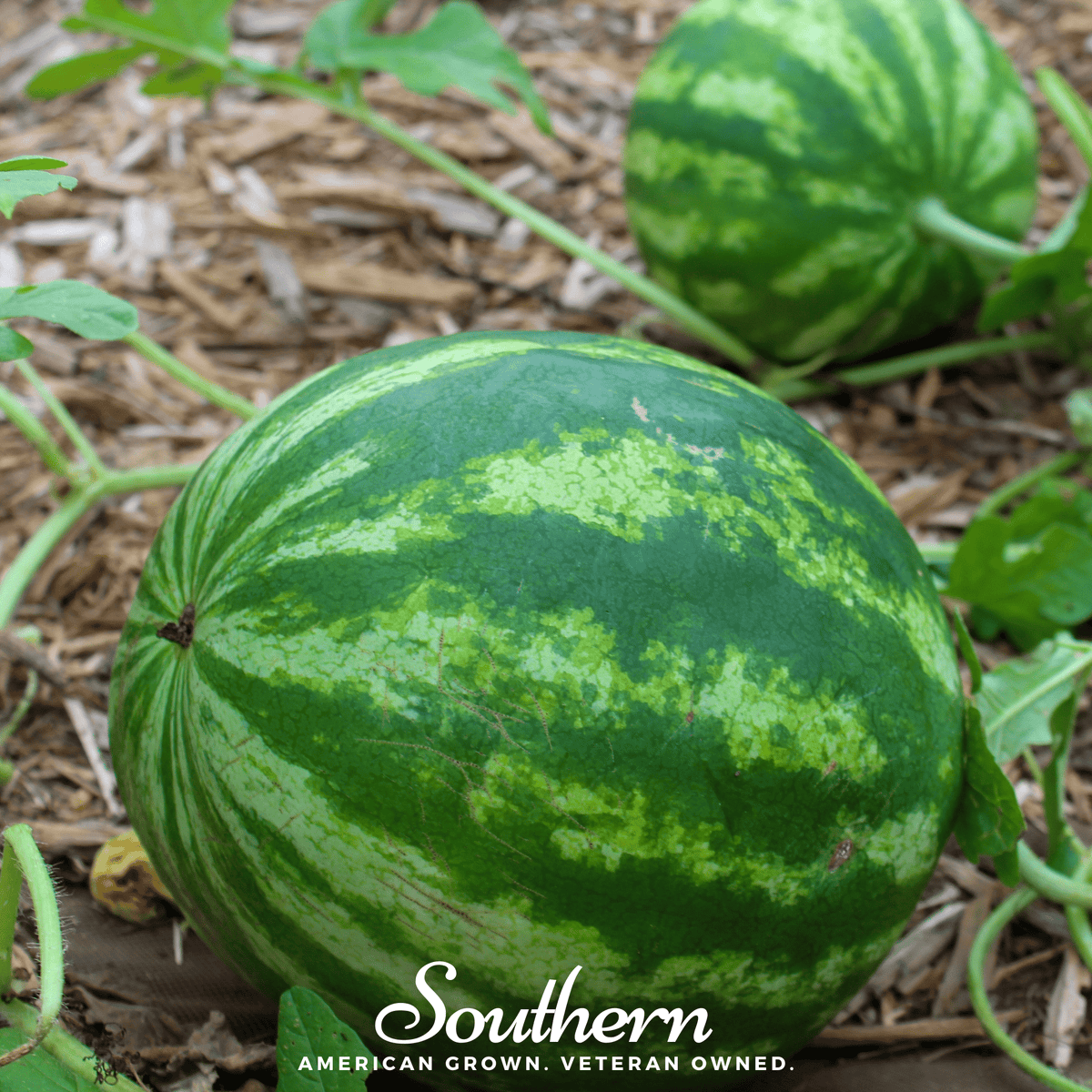 Crimson Sweet Watermelon Seeds - 25 Pack - Citrullus lanatus