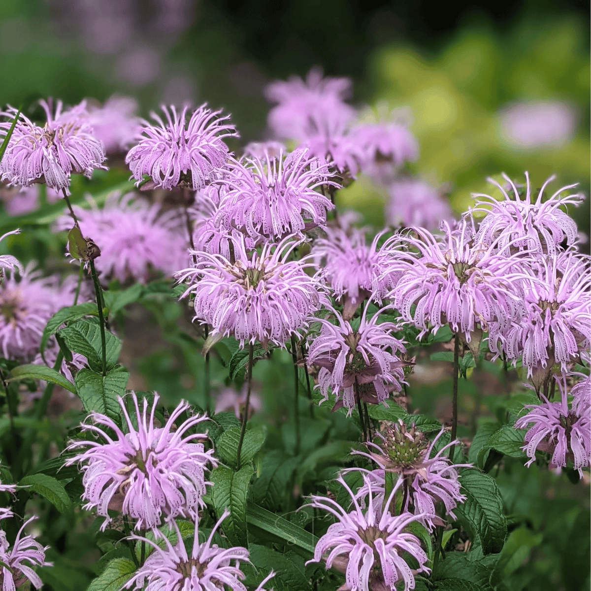 Wild Bergamot Bee Balm Seeds - 100 Seeds - Mintleaf Variety - Monarda fistulosa