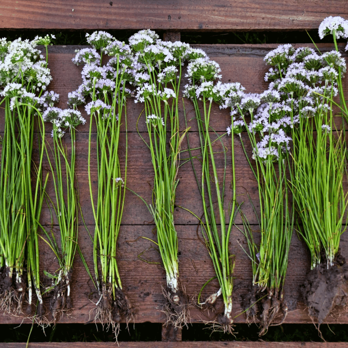 Wild Garlic Seeds - 25 Pack - Allium ursinum - Organic Edible Plants for Culinary Use