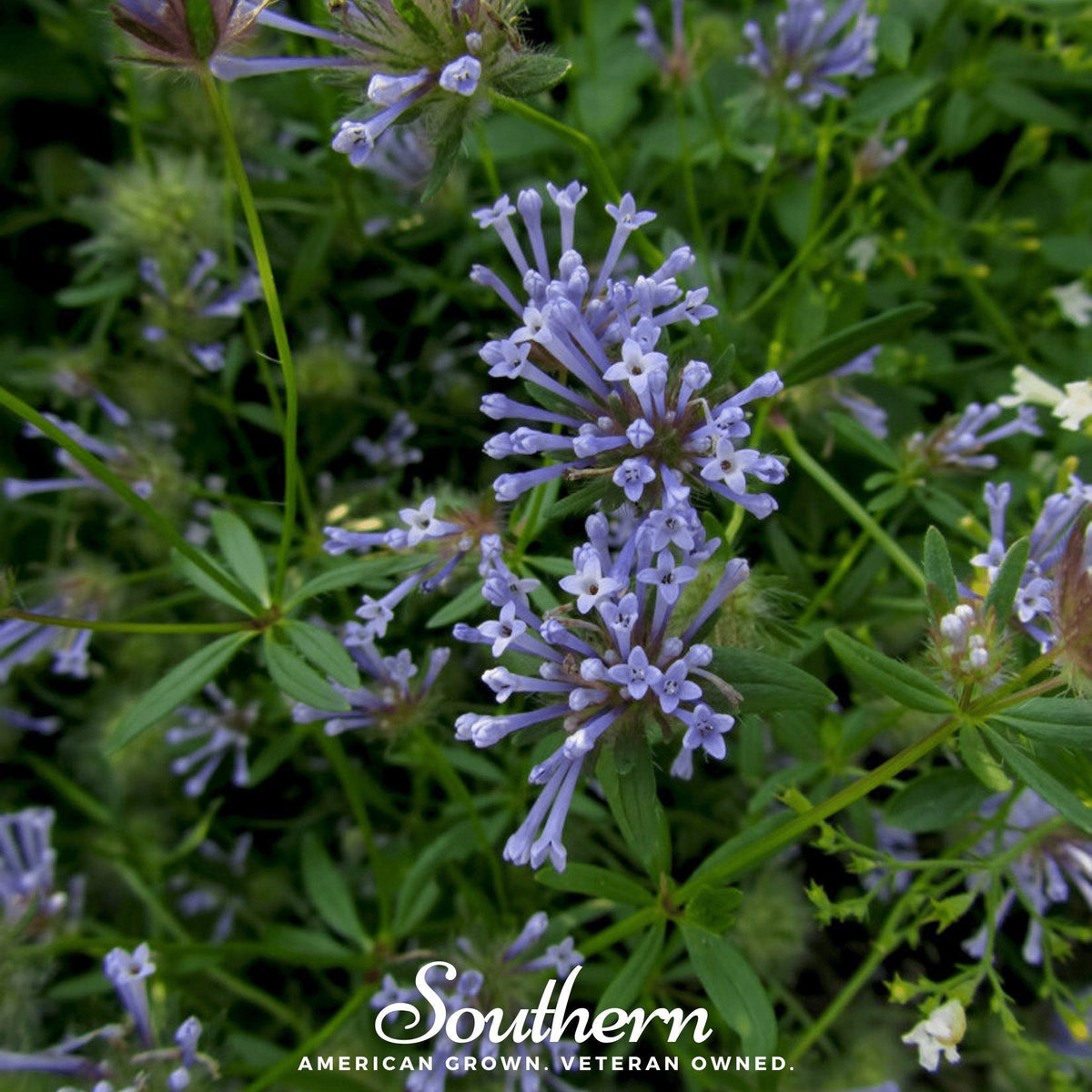 Blue Woodruff Seeds - 50 Pack - Sweet-scented Ground Cover - Galium odoratum