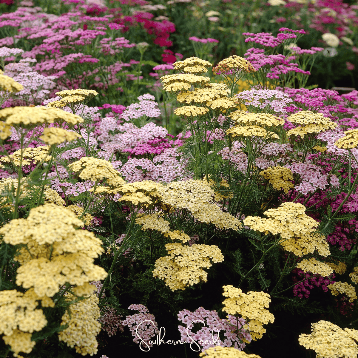 Yarrow Seeds - Summer Pastels Mix - 50 Seeds - Achillea millefolium
