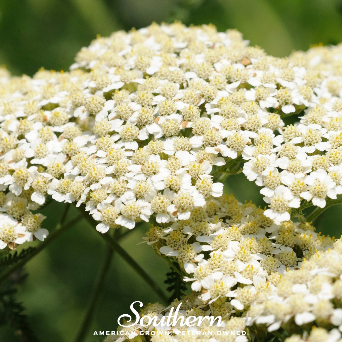 White Yarrow Seeds - 100 Pack - Achillea millefolium - Drought-Tolerant Perennial Flower Seeds for Garden and Landscaping