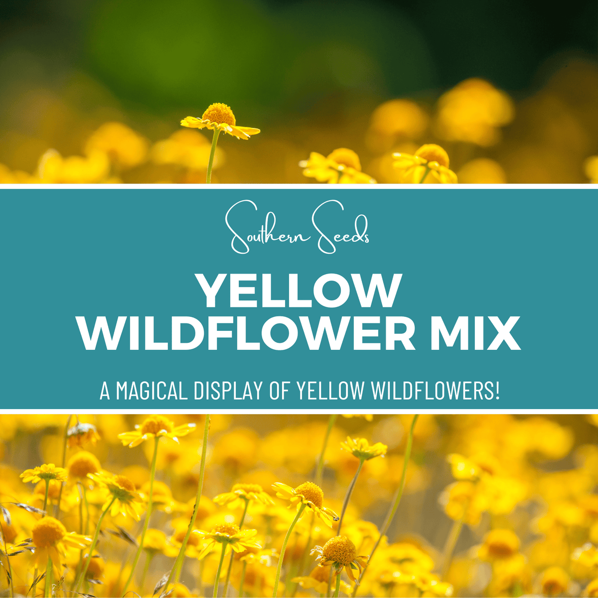 Yellow Wildflower Seed Mix - 1,000 Seeds - Native Wildflower Blend for Pollinators - Ideal for Gardens and Meadows