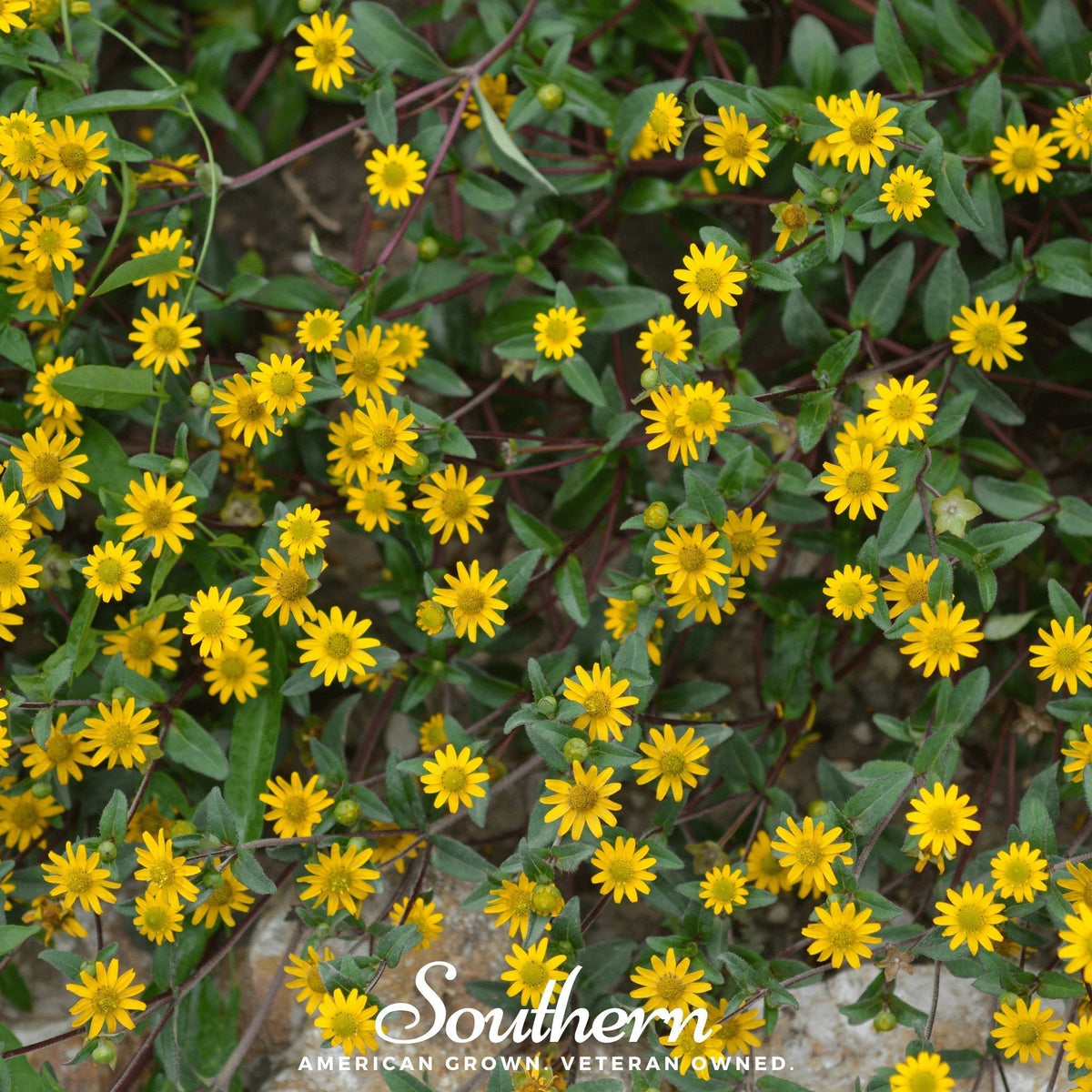 Creeping Zinnia Seeds - 100 Pack - Colorful Ground Cover - Zinnia angustifolia