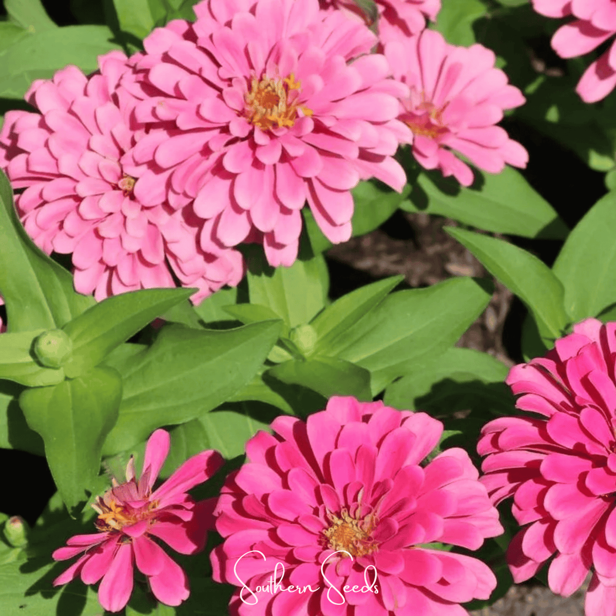Luminosa Zinnia Seeds - 100 Pack - Colorful Garden Flower - Zinnia elegans