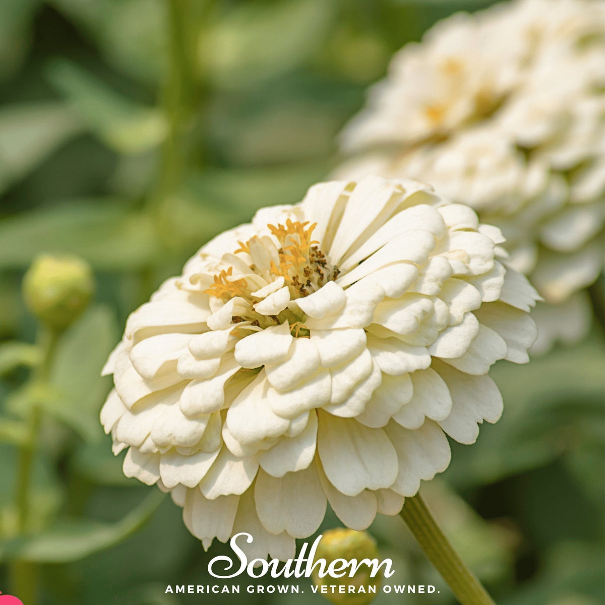 Polar Bear Zinnia Seeds - 100 Count - White Flowering Annual - Zinnia elegans