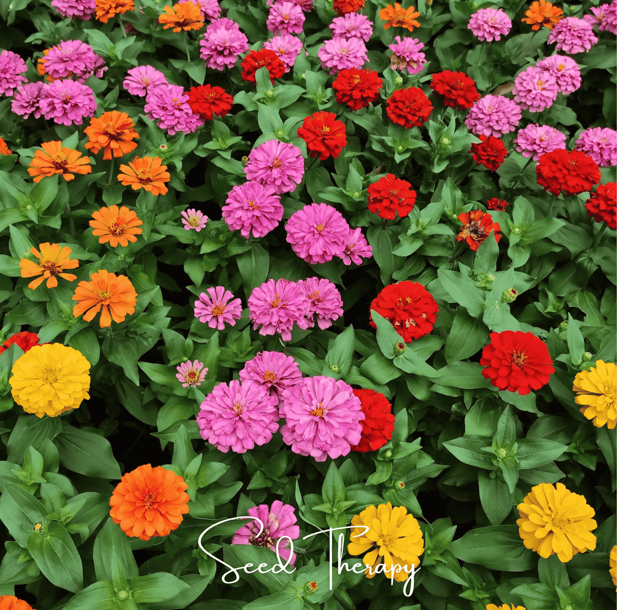 Thumbelina Dwarf Zinnia Seeds - 100 Count - Colorful Annual Flower Seeds (Zinnia elegans) for Garden and Container Planting